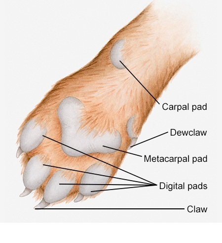 labeled-diagram-of-dogs-paw