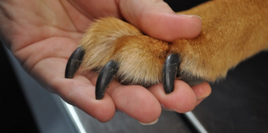 How to cut dog nails that are too long
