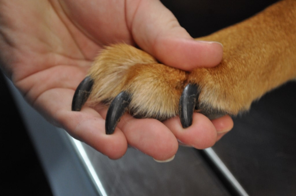 long dog claws