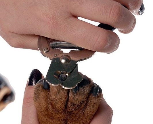 large dog nail clipper