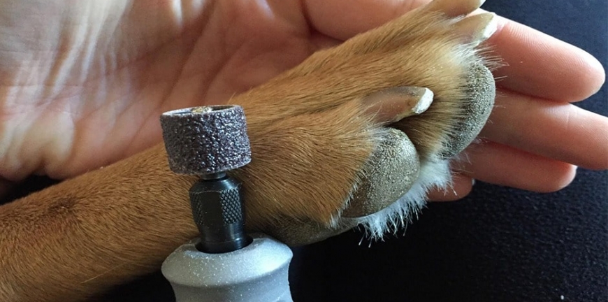 best dog nail grinder