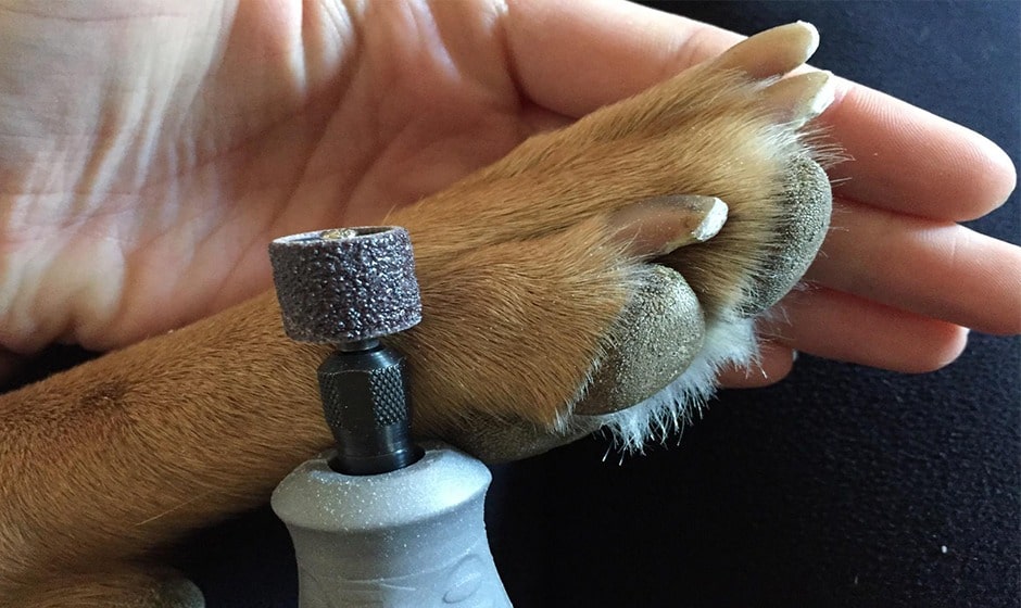 dog nail grinder with guard