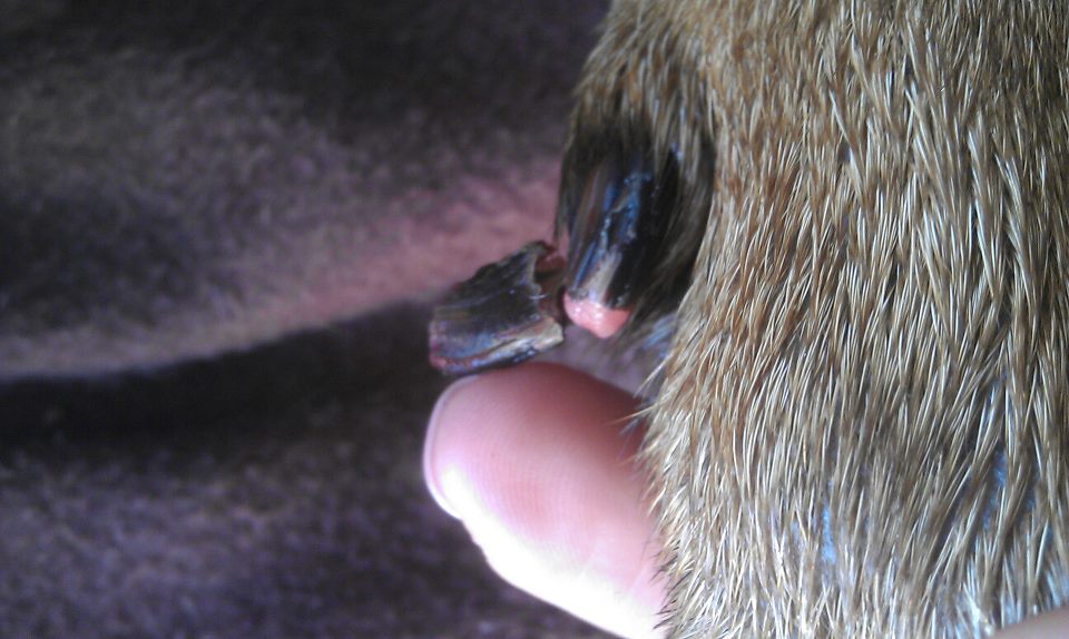 clipping dew claws