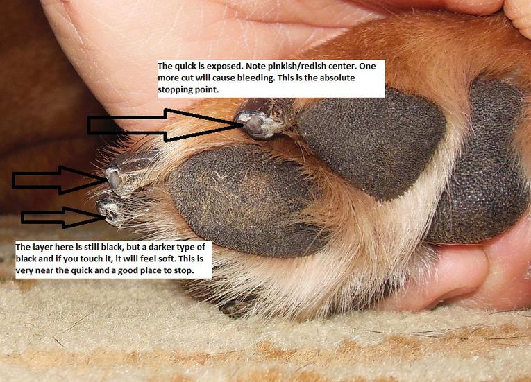 how to trim dog nails that are too long